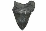 Serrated, Fossil Megalodon Tooth - South Carolina #301798-2